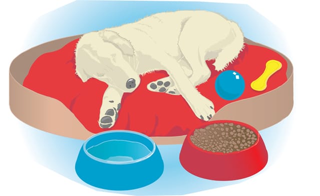 SLEEPING-DOG