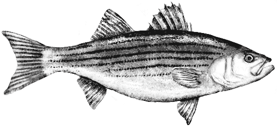 striped-bass-fish striped bass Fish illustration in black and white