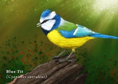 Bluetit illustration for Postcard