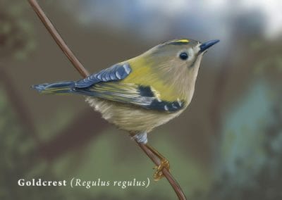 Goldcrest uk bird illustration