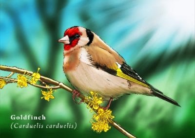 goldfinch