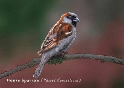 Housesparrow illustration