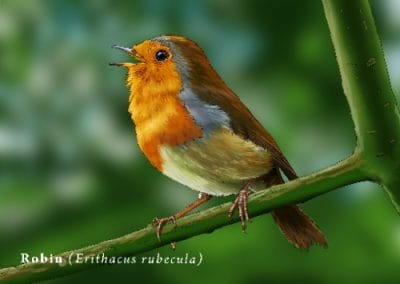 Robin redbreast illustration for postcard series