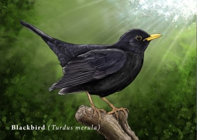 Blackbird Illustrations