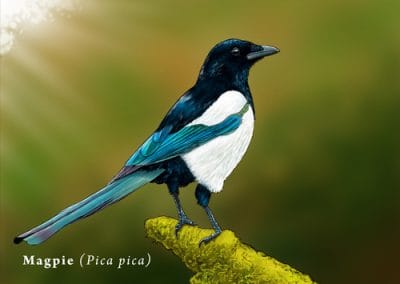 Magpie bird illustration